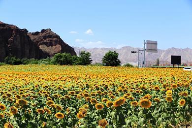 《艾尔登法环》网络测试在PS5上比XSX运行得更好